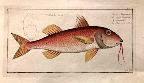 Bloch Marcus Elieser (1723-1799) Mullus Surmuletus. Der grosse Rothbart. Le Surmulet. The striped Surmulet 1785 Berlino